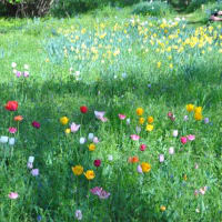 昭和記念公園　木の道ヤグルマゲートと桜がきれい　　　23