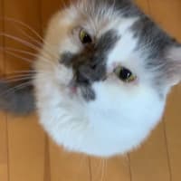 君の瞳に恋してる