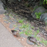 公園お散歩（2025／4）