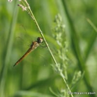 ウスバキトンボ　7月28日　SIGMA 300mm 1:4 APO TELEMACRO