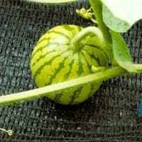 梅収穫　＆　すいか着果