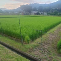 草刈り