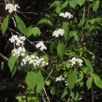 コバノガマズミ　白い散形花序