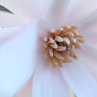 「四手辛夷/しでこぶし×2枚。」