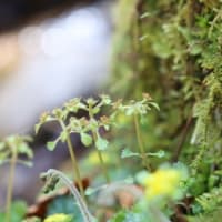 幸せの黄色いお花　面ノ木園地周辺