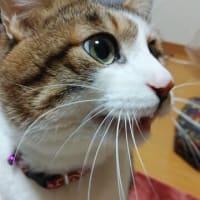 ジョニー天国へ