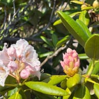 石楠花の花を観ていたら、お月さんが目に入った