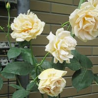 バラの季節　vol.1 ご近所のバラさん達　5月８日