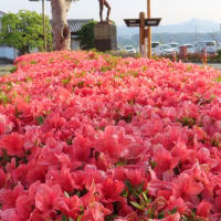 サツキ満開　週末には加東市花き盆栽展も