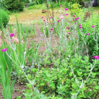 昨夜半、庭端で初蛍２匹、そして夏の花、「ビロード草」も満開。