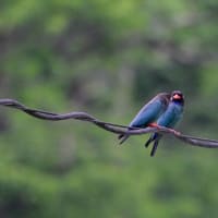 ブッポウソウ　求愛給餌　その３／岡山県