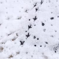 やっぱり来ていた!　雪の上の足跡