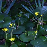 つわぶきの花が増えた