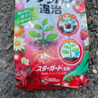 10月　畑バラ　今年最後の粒剤