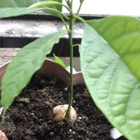 チャレンジ！種から収穫目指すぞ！！アボカド〜♪