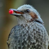 昔の写真・・・鳥