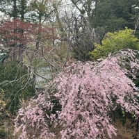 2024年春🌸　北海道グルメ旅　北海道神宮と円山公園