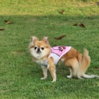しっぽが無くなる🐕❔