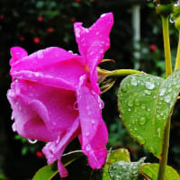 小雨の朝　雫と薔薇