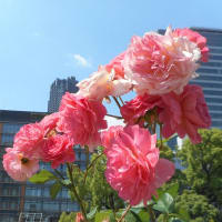 淑やかで優雅で魅力あふれる日本のバラ～バラ便り～（6）