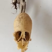 「金魚草」でドクロ祭り💀