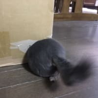 ダンボールの穴
