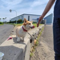 連日のゲリラ豪雨