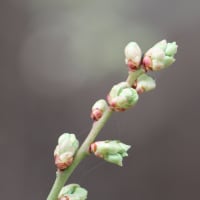 春分の日