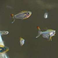 クリスタルレインボーテトラの写真 Rainbow Crystal Aquarium