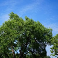 行くぜ、東北。 そして、 Leica Elmarit 90mm F2.8。 - SAILIN