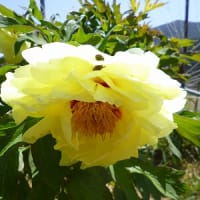 なかなかですの