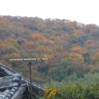 山は紅葉真っ只中