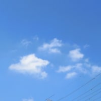 テレビを見る実家猫