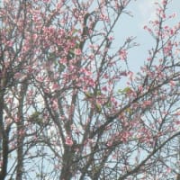 ハワイの桜？を探訪