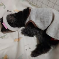 なんだかんだで忙しいもん！