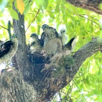 心に残る情景*「鳥景」見沼のツミ・雛五羽のうち二羽が巣立ちしました・・・