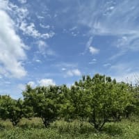 平池のカキツバタ