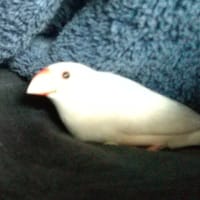 シルバー文鳥しーちゃんお昼寝中