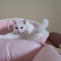 ピンクエリア