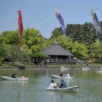 鯉のぼり、シャクヤク、花島公園、千葉公園