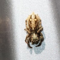 蜘蛛