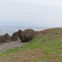 目的地に　願い叶う　海岸沿いに熊いたいた
