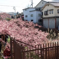 お花見はじめ