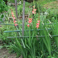 花壇の主役「スカシユリ」終わりです。