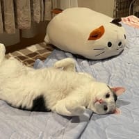 まだ梅雨明け・・してないよね？