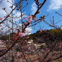 遊水地の河津桜は5分咲きでした