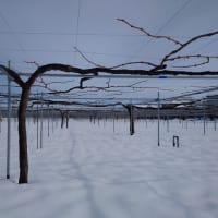 2025年1月12日撮影