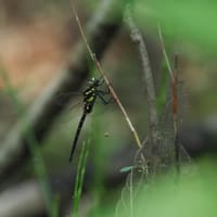 サラサヤンマーその1