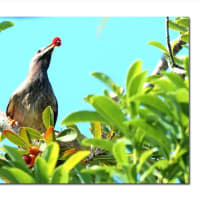 ヤマモモ　カラス去りムクドリの時