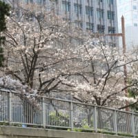 目黒川桜ツアーに参加した　〜4月1日は3〜５分咲きでした〜